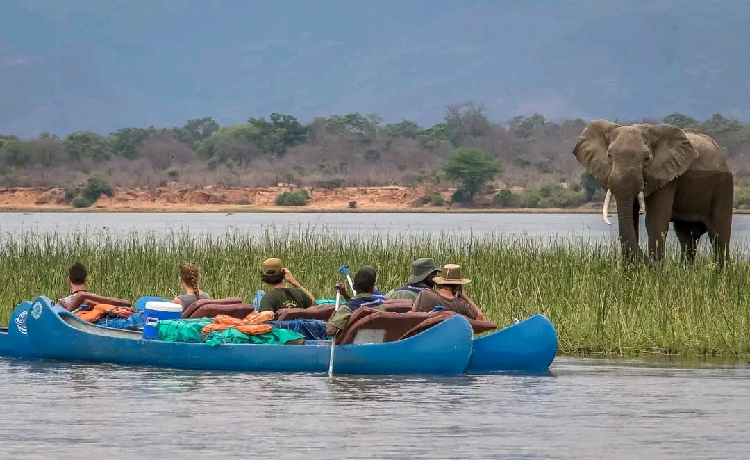 Canoeing Safari — Lower Zambezi