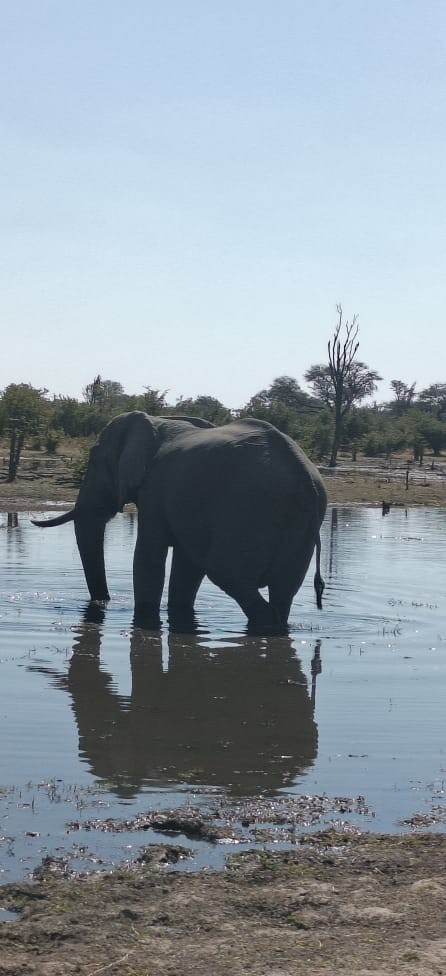 Elephant standing in a waterhole in the Zambian bush