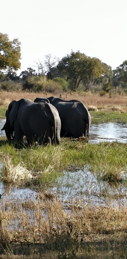 North Luangwa Mobile Safari